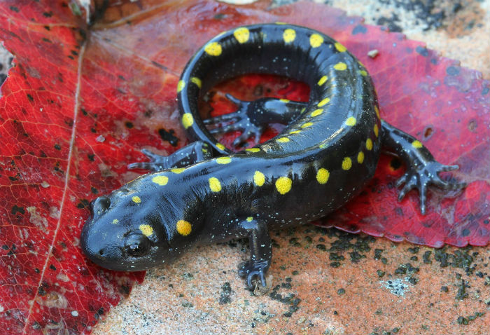 Spotted Salamander